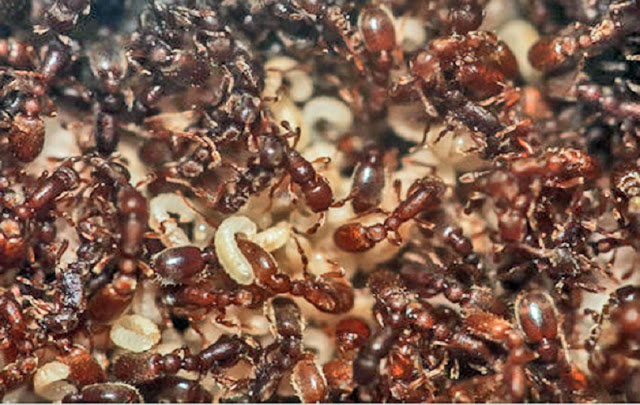 Δημιουργώντας στο εργαστήριο αντικοινωνικά μυρμήγκια - Φωτογραφία 2