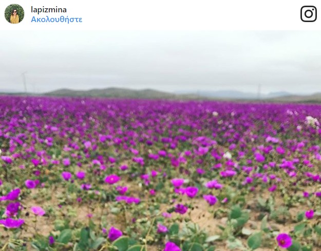 Η πιο ξηρή έρημος του κόσμου γέμισε λουλούδια - Ένα παραδεισένιο σκηνικό [photos] - Φωτογραφία 6