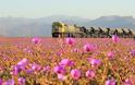 Η πιο ξηρή έρημος του κόσμου γέμισε λουλούδια - Ένα παραδεισένιο σκηνικό [photos]