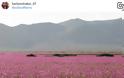 Η πιο ξηρή έρημος του κόσμου γέμισε λουλούδια - Ένα παραδεισένιο σκηνικό [photos] - Φωτογραφία 5