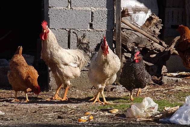 Να φάν’ κι οι κότες - Φωτογραφία 1