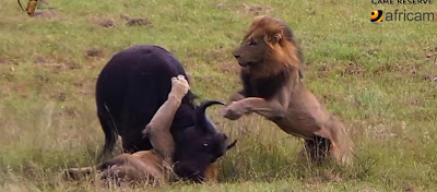 Βούβαλοι σώζουν απο τον θάνατο λιοντάρι το οποίο κινδύνευε απο άλλα λιοντάρια - Φωτογραφία 1