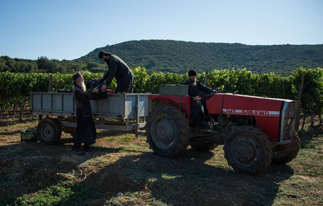 9595 - Σήμερα ήταν η τελευταία ημέρα συγκομιδής σταφυλιών στην Ιερά Μονή Χιλιανδαρίου (φωτογραφίες) - Φωτογραφία 5