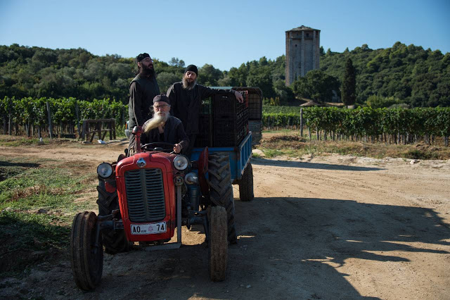 9595 - Σήμερα ήταν η τελευταία ημέρα συγκομιδής σταφυλιών στην Ιερά Μονή Χιλιανδαρίου (φωτογραφίες) - Φωτογραφία 6