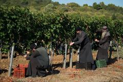 9595 - Σήμερα ήταν η τελευταία ημέρα συγκομιδής σταφυλιών στην Ιερά Μονή Χιλιανδαρίου (φωτογραφίες)