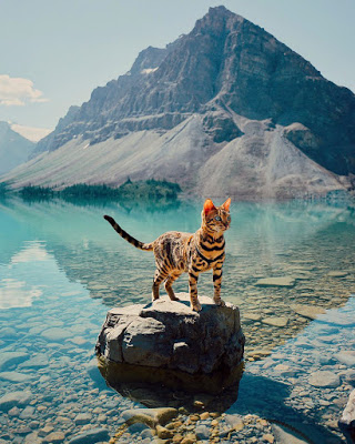 SUKI Μια γάτα Βεγγάλης ταξιδεύει στον Καναδά και βγάζει τις πιο... purrrfect φωτογραφίες - Φωτογραφία 1