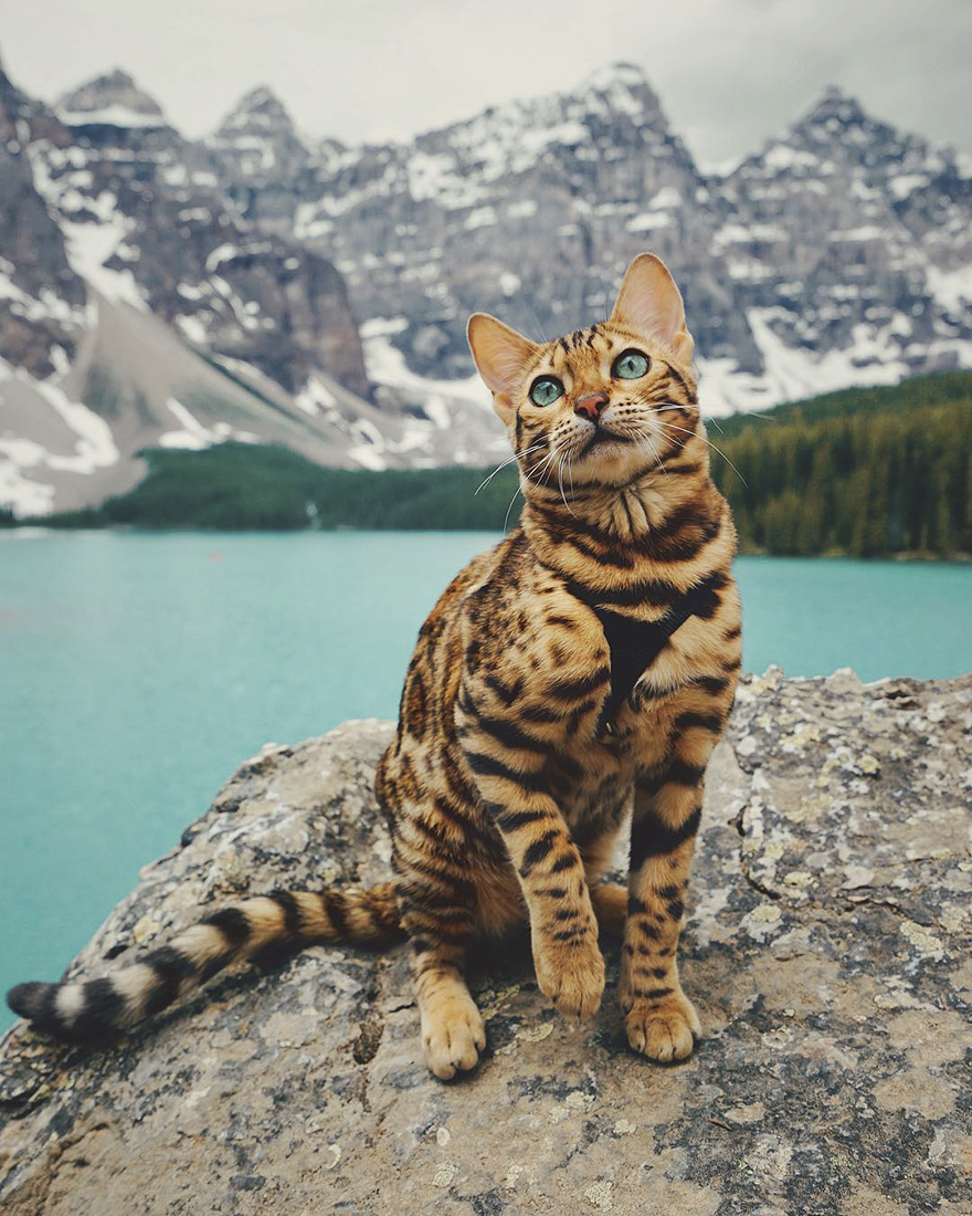 SUKI Μια γάτα Βεγγάλης ταξιδεύει στον Καναδά και βγάζει τις πιο... purrrfect φωτογραφίες - Φωτογραφία 12