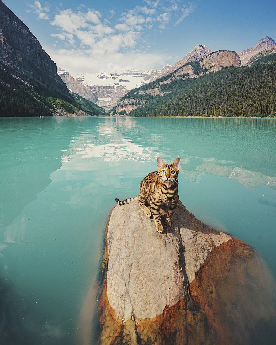 SUKI Μια γάτα Βεγγάλης ταξιδεύει στον Καναδά και βγάζει τις πιο... purrrfect φωτογραφίες - Φωτογραφία 17