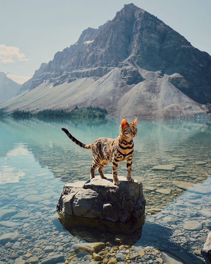 SUKI Μια γάτα Βεγγάλης ταξιδεύει στον Καναδά και βγάζει τις πιο... purrrfect φωτογραφίες - Φωτογραφία 2