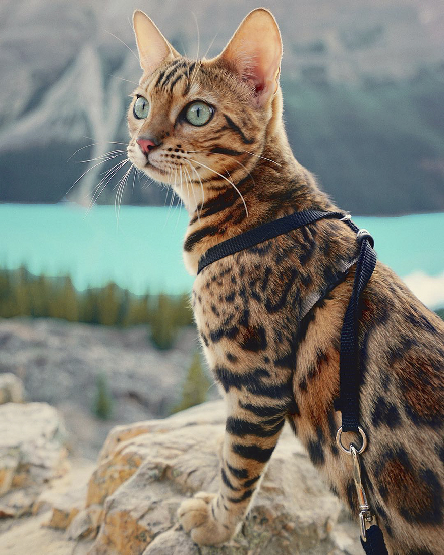 SUKI Μια γάτα Βεγγάλης ταξιδεύει στον Καναδά και βγάζει τις πιο... purrrfect φωτογραφίες - Φωτογραφία 6