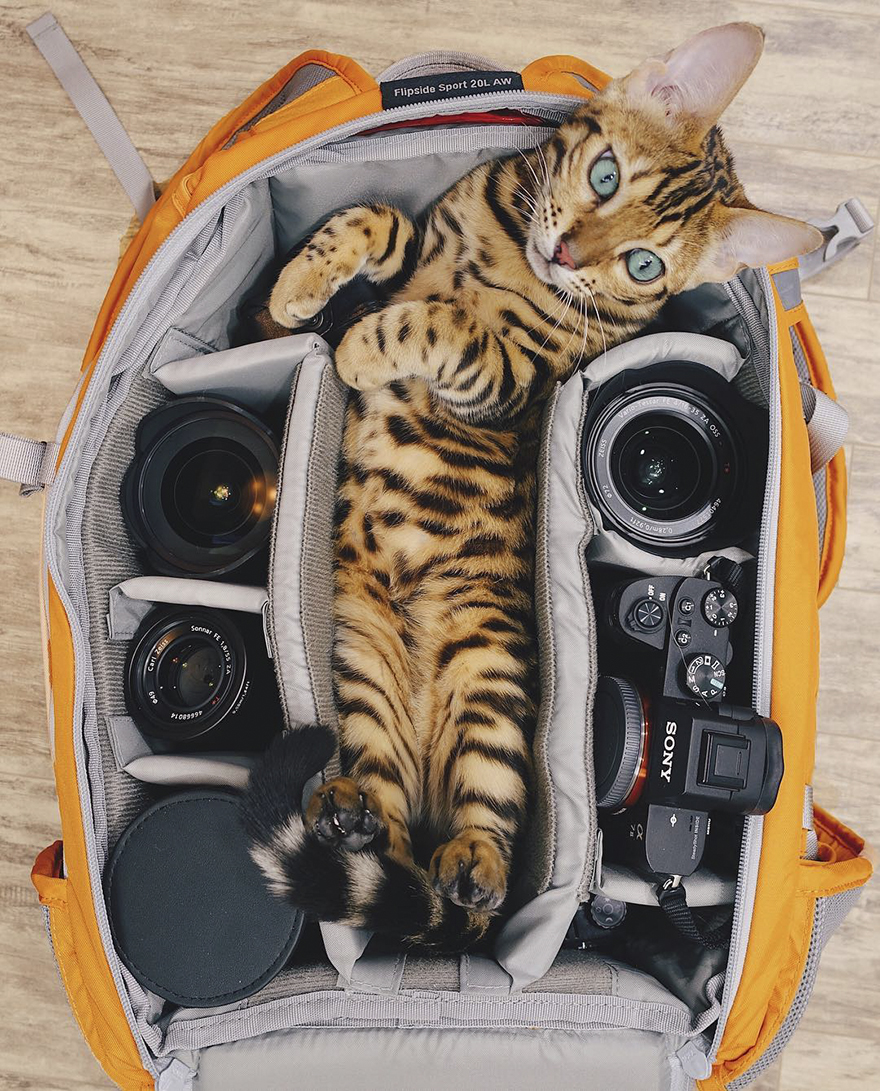 SUKI Μια γάτα Βεγγάλης ταξιδεύει στον Καναδά και βγάζει τις πιο... purrrfect φωτογραφίες - Φωτογραφία 9