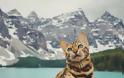 SUKI Μια γάτα Βεγγάλης ταξιδεύει στον Καναδά και βγάζει τις πιο... purrrfect φωτογραφίες - Φωτογραφία 12