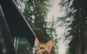 SUKI Μια γάτα Βεγγάλης ταξιδεύει στον Καναδά και βγάζει τις πιο... purrrfect φωτογραφίες - Φωτογραφία 14