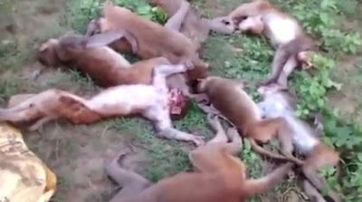 ΙΝΔΙΑ-Απίστευτο: 12 πίθηκοι πέθαναν ταυτόχρονα από έμφραγμα επειδή αντίκρισαν... - Φωτογραφία 1