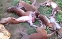 ΙΝΔΙΑ-Απίστευτο: 12 πίθηκοι πέθαναν ταυτόχρονα από έμφραγμα επειδή αντίκρισαν...