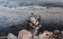 Μεγάλη οικολογική καταστροφή στη Σαλαμίνα – «Μαύρισαν» παραλίες - Φωτογραφία 6