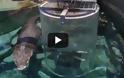 Διακοπές του τρόμου στο «κλουβί του θανάτου» με έναν κροκόδειλο μήκους 6 μέτρων [video]