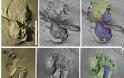 Χανιά - Έκλεψαν αποτυπώματα από τα ίχνη των εκατομμυρίων χρόνων στην Κίσσαμο - Φωτογραφία 3