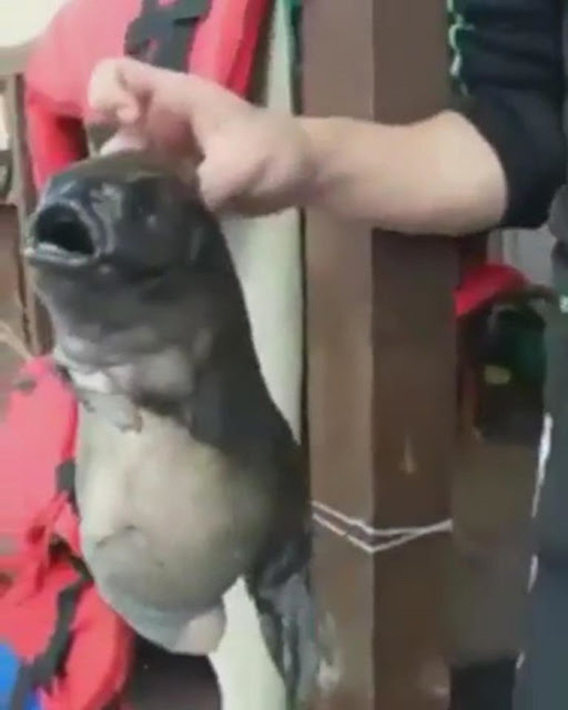 Ψάρι-τέρας: Νέο είδος ή... ραδιενεργό παράγωγο της Φουκουσίμα; [video] - Φωτογραφία 2