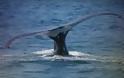 Κρήτη: Επιχείρηση του λιμενικού για φάλαινα που εντοπίστηκε σε παραλία της Κρήτης