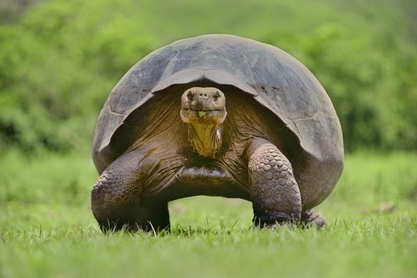 Γιγάντια χελώνα – Ένα πελώριο, αργοκίνητο κελάρι - Φωτογραφία 3