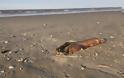 Μονόφθαλμο, θαλάσσιο τέρας ξεβράστηκε σε παραλία μετά τον τυφώνα Χάρβεϊ - Φωτογραφία 2