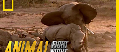 ΑΓΡΙΑ ΜΑΧΗ μέχρι ΘΑΝΑΤΟΥ ελέφαντα με ρινόκερο!!! (ΒΙΝΤΕΟ) - Φωτογραφία 1