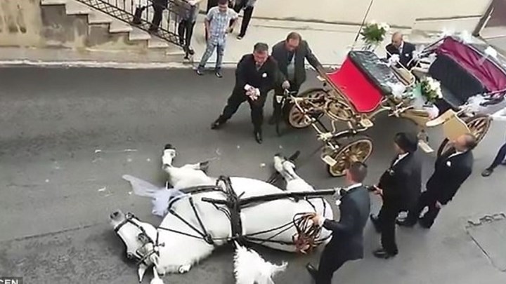 Βίντεο που σοκάρει – Κατέρρευσε άλογο που μετέφερε μελλόνυμφους [video] - Φωτογραφία 1