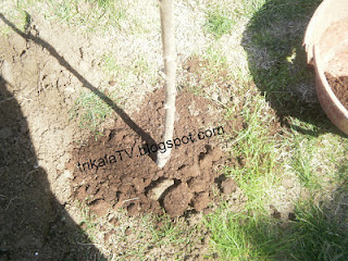 Δείτε πως φυτεύουμε ένα δέντρο [photos] - Φωτογραφία 7