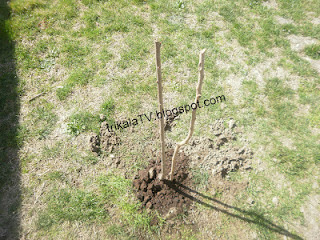 Δείτε πως φυτεύουμε ένα δέντρο [photos] - Φωτογραφία 9