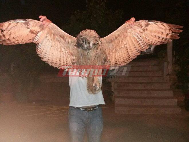 Δυτική Αχαΐα: Τραγικό τέλος για σπάνιο είδος πουλιού υπό εξαφάνιση - Λαβώθηκε στις καταστροφικές πυρκαγιές  [photos] - Φωτογραφία 4