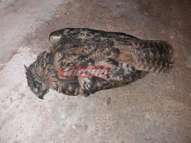 Δυτική Αχαΐα: Τραγικό τέλος για σπάνιο είδος πουλιού υπό εξαφάνιση - Λαβώθηκε στις καταστροφικές πυρκαγιές  [photos] - Φωτογραφία 5