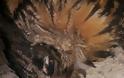 Δυτική Αχαΐα: Τραγικό τέλος για σπάνιο είδος πουλιού υπό εξαφάνιση - Λαβώθηκε στις καταστροφικές πυρκαγιές  [photos] - Φωτογραφία 2