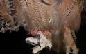Δυτική Αχαΐα: Τραγικό τέλος για σπάνιο είδος πουλιού υπό εξαφάνιση - Λαβώθηκε στις καταστροφικές πυρκαγιές  [photos] - Φωτογραφία 3