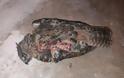 Δυτική Αχαΐα: Τραγικό τέλος για σπάνιο είδος πουλιού υπό εξαφάνιση - Λαβώθηκε στις καταστροφικές πυρκαγιές  [photos] - Φωτογραφία 5