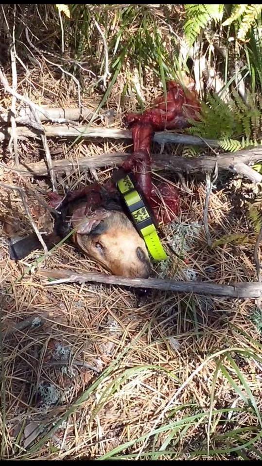 Γρεβενά: Επιθέσεις λύκων σε κυνηγόσκυλα στους Φιλιππαίους (Προσοχή σκληρές εικόνες) - Φωτογραφία 2