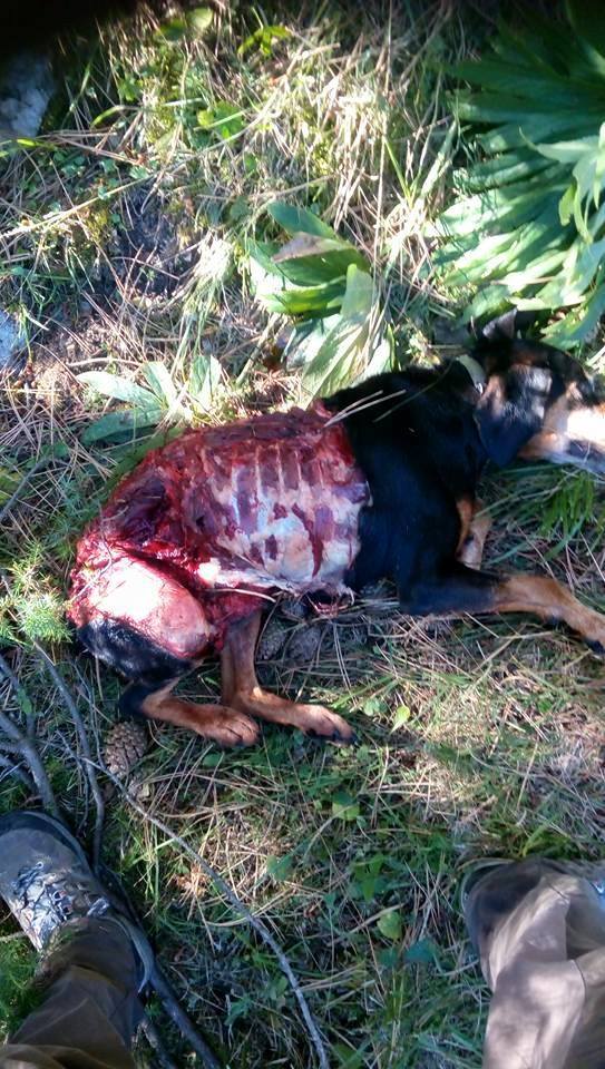 Γρεβενά: Επιθέσεις λύκων σε κυνηγόσκυλα στους Φιλιππαίους (Προσοχή σκληρές εικόνες) - Φωτογραφία 3