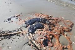 Μαύρισε και η παραλία της Παλαιάς Φώκαιας [photos]