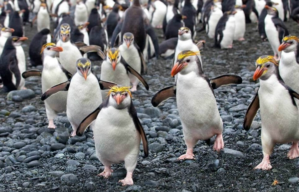 Ο παράδεισος των πιγκουίνων [photos] - Φωτογραφία 1