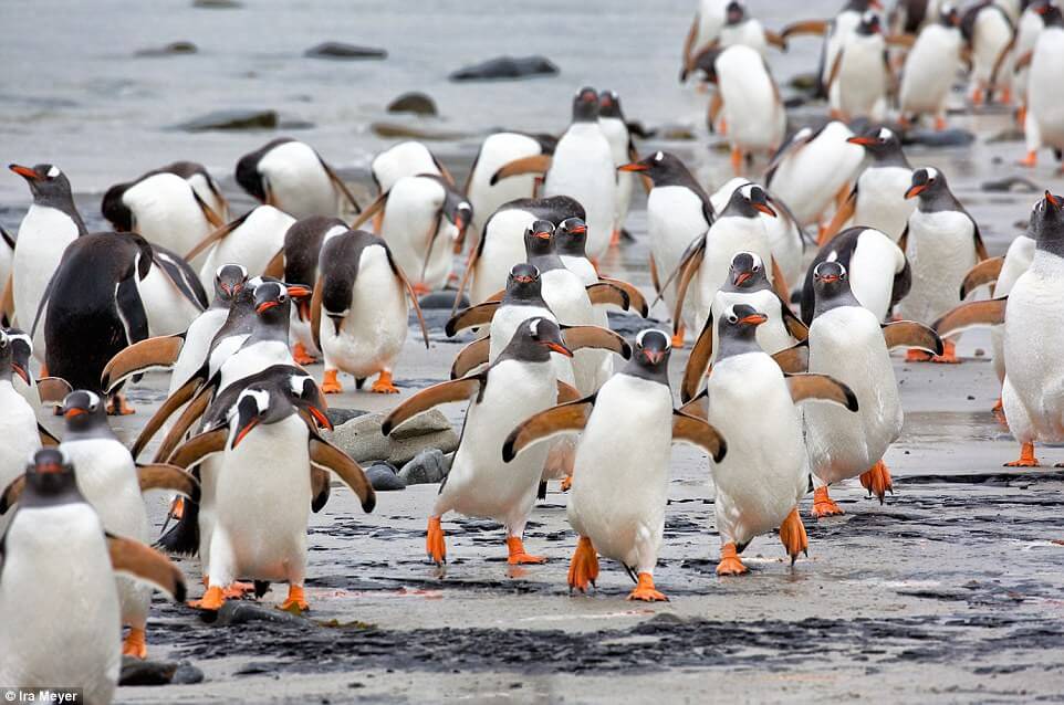 Ο παράδεισος των πιγκουίνων [photos] - Φωτογραφία 10