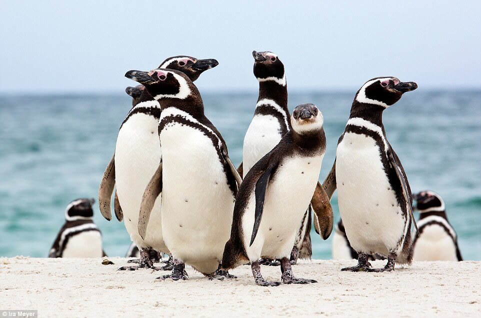 Ο παράδεισος των πιγκουίνων [photos] - Φωτογραφία 11