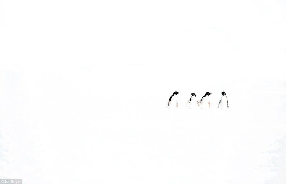 Ο παράδεισος των πιγκουίνων [photos] - Φωτογραφία 12