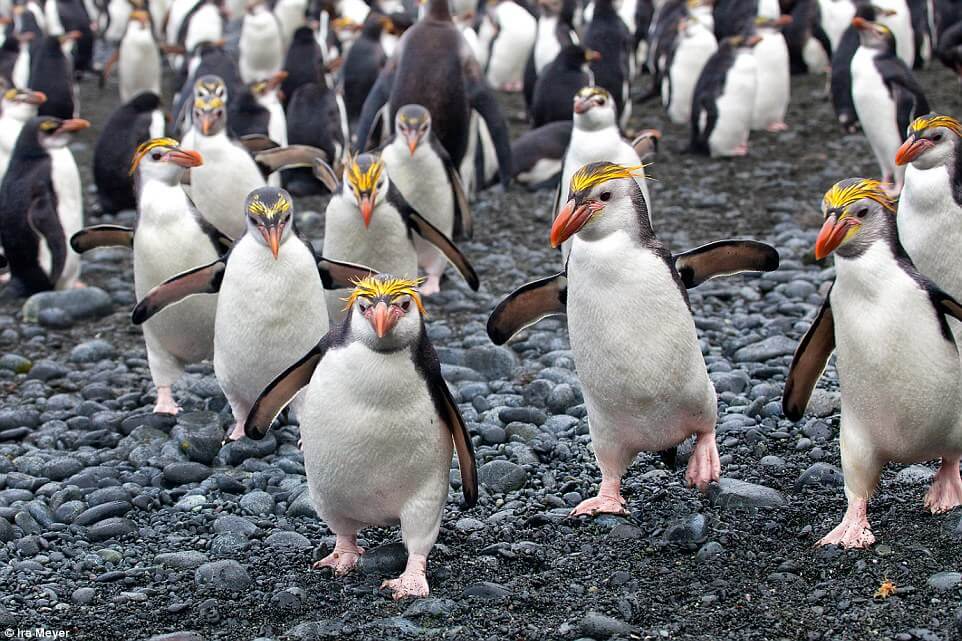 Ο παράδεισος των πιγκουίνων [photos] - Φωτογραφία 13