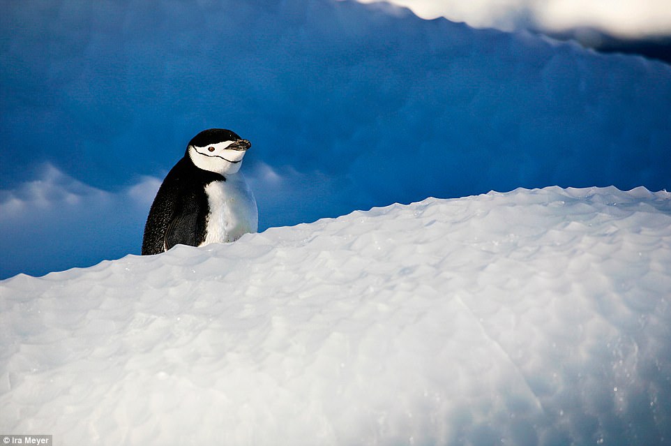 Ο παράδεισος των πιγκουίνων [photos] - Φωτογραφία 14