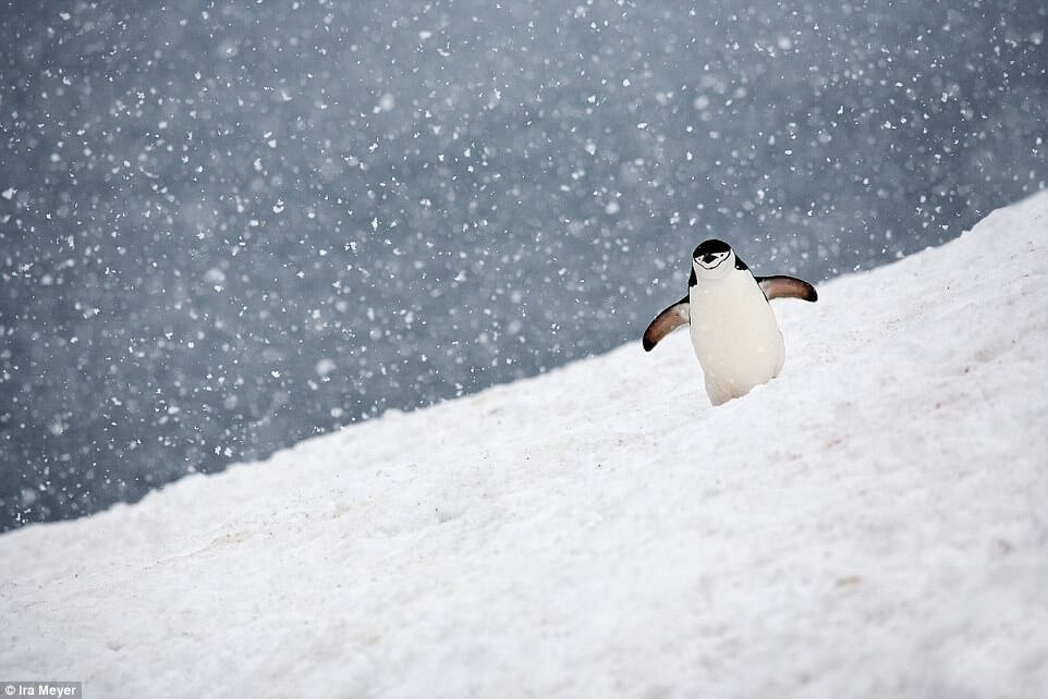 Ο παράδεισος των πιγκουίνων [photos] - Φωτογραφία 15