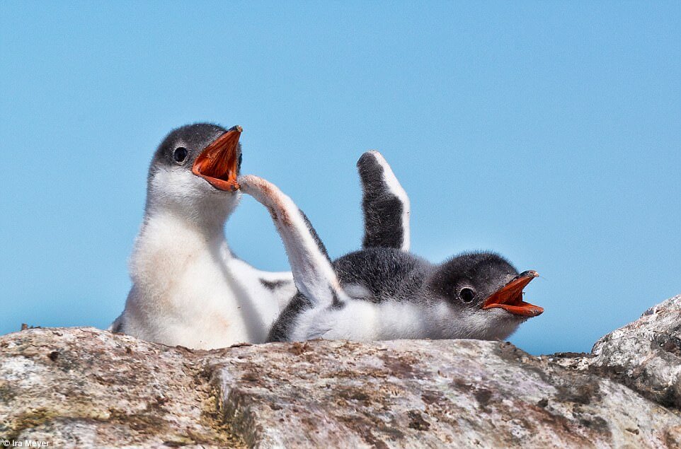 Ο παράδεισος των πιγκουίνων [photos] - Φωτογραφία 18