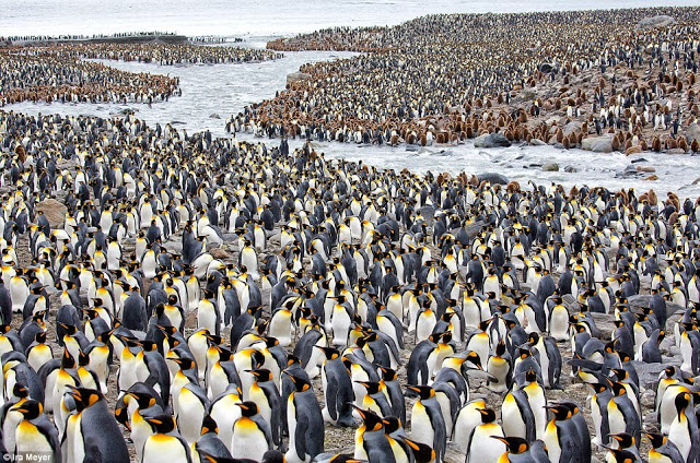 Ο παράδεισος των πιγκουίνων [photos] - Φωτογραφία 2
