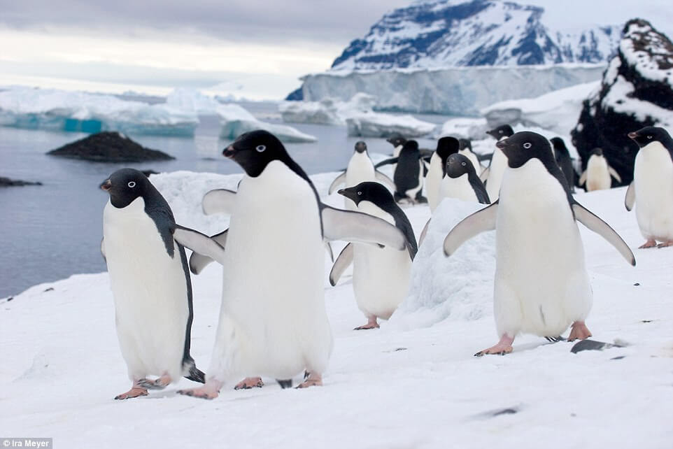 Ο παράδεισος των πιγκουίνων [photos] - Φωτογραφία 4