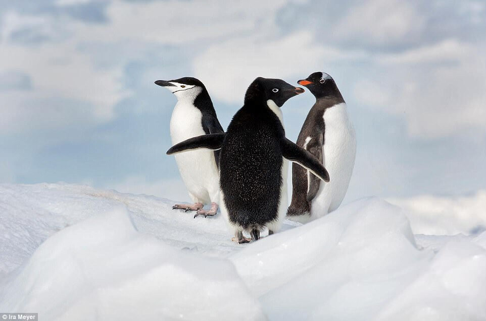 Ο παράδεισος των πιγκουίνων [photos] - Φωτογραφία 6