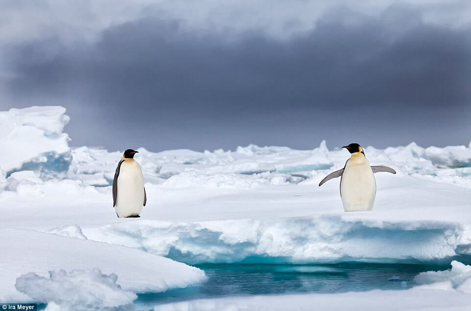 Ο παράδεισος των πιγκουίνων [photos] - Φωτογραφία 7